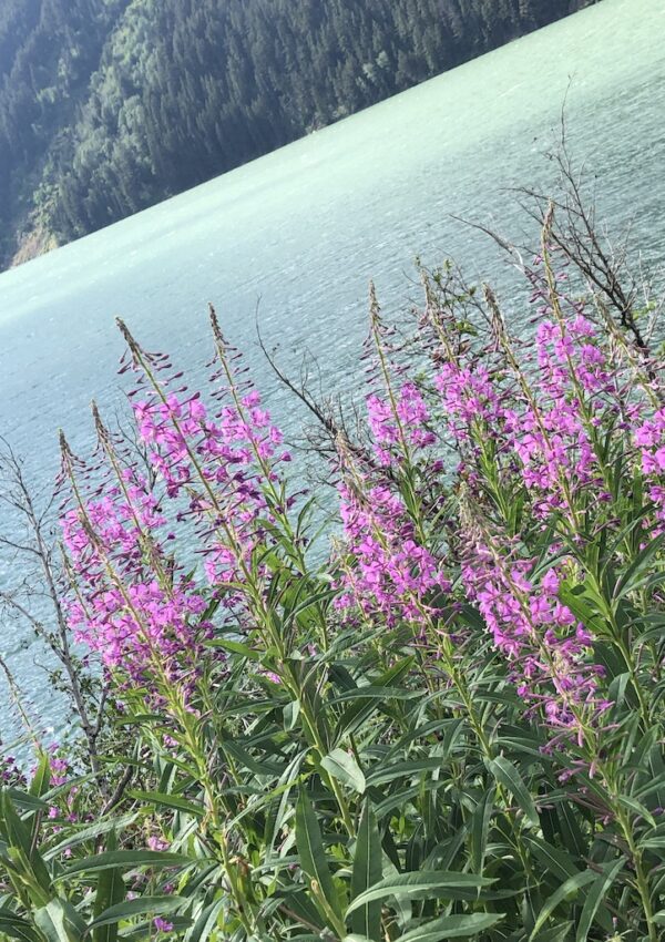 Shed The Past – Live Now – Be to Become